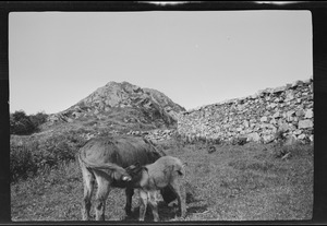 Meevagh [i.e. Mevagh] Church, Co. Donegal, Mr. Gallagher's donkeys, the little one only nine days old