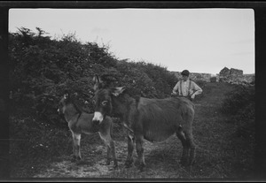 Meevagh [i.e. Mevagh] Church, Co. Donegal, Mr. Gallagher's donkeys, the baby donkey is only nine days old