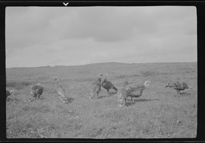 Turkeys on the field of Tara