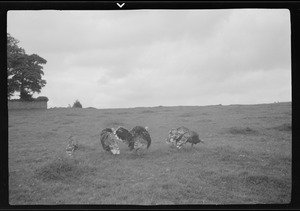 Turkeys on the field of Tara