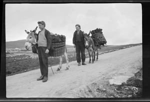 Boys carrying turf on a road in Gortahork, Co. Donegal