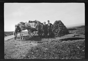 In the Gaeltacht near Gortahork, Co. Donegal, carting turf, Brigid Doogan, Meenclady, Meenlarya [i.e. Meenlaragh]