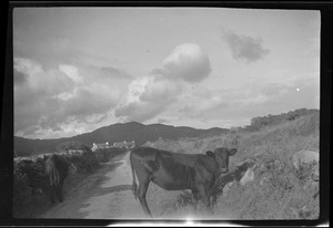 At Castlecove, Co. Kerry, two Kerry cows on the road