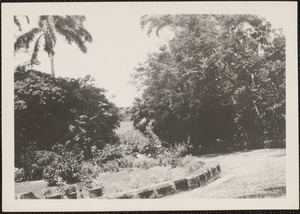 Entrance at the Haynes Estate, St. Margaret's Parish, Barbados, B. W. I.