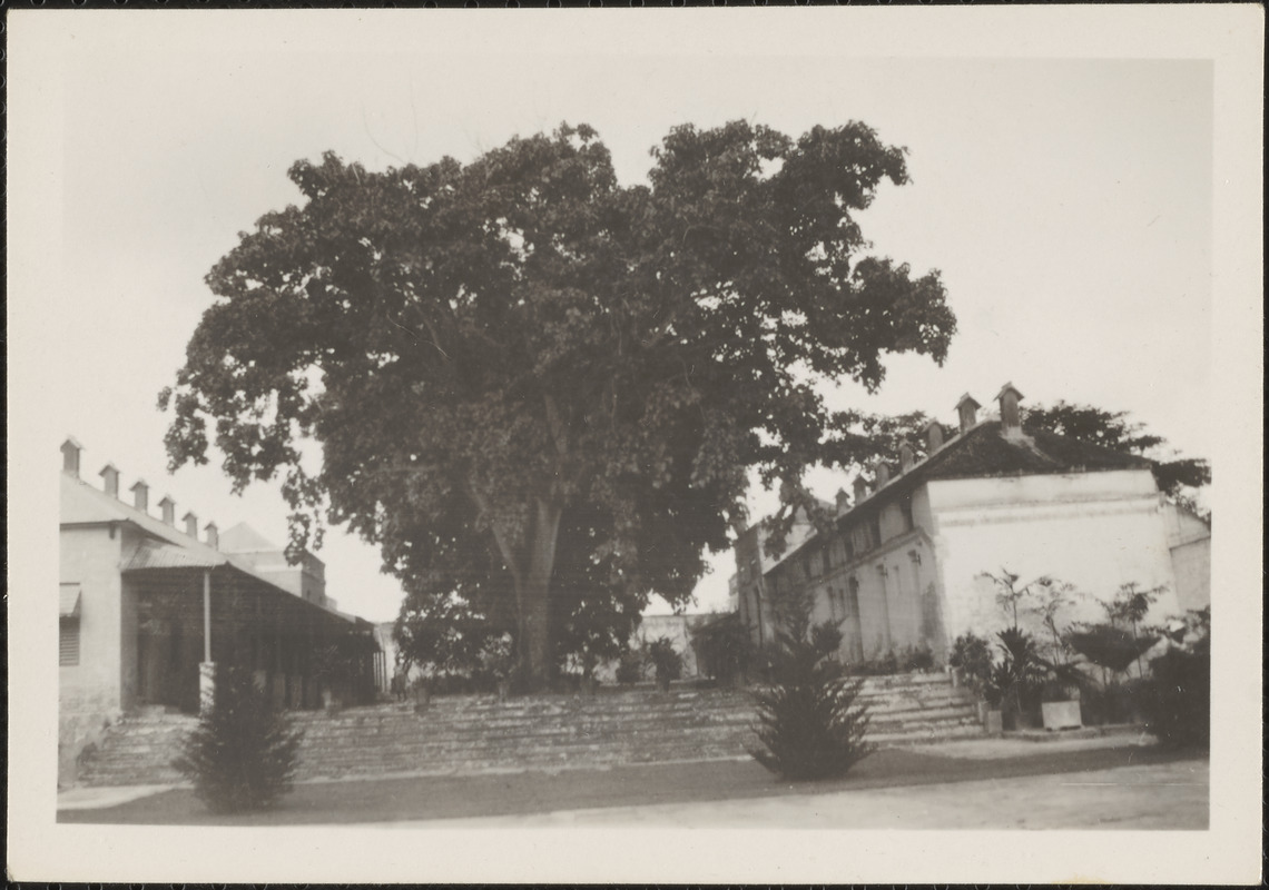 Bridgetown, Barbados, beautiful tree in the courtyard of the Historical Museum