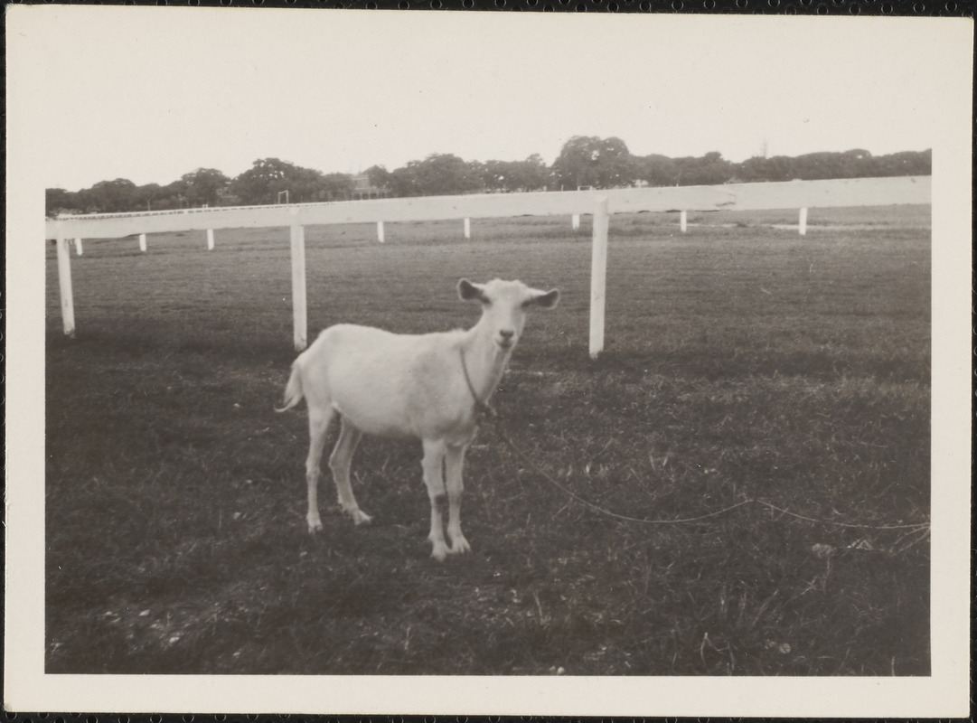 Bathsheba, Barbados, B. W. I., a tropical sheep