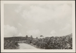 A road in Barbados, B. W. Indies, banana plants on the right