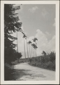 A road in Barbados, B. W. I.