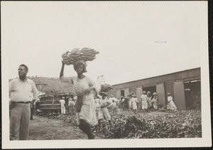 Island of St. Lucia, B. W. I., native girls loading bananas for United Fruit Co., salary a penny a bunch