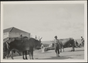 Island of Dominica, B. W. Indies, on the wharf
