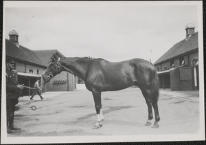 Horses at McKee Barracks