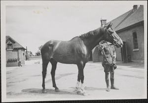 Horses at McKee Barracks