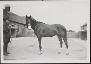 Horses at McKee Barracks