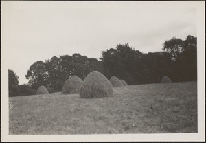 The hay field at "Dun Emer," Dundrum, Co. Dublin