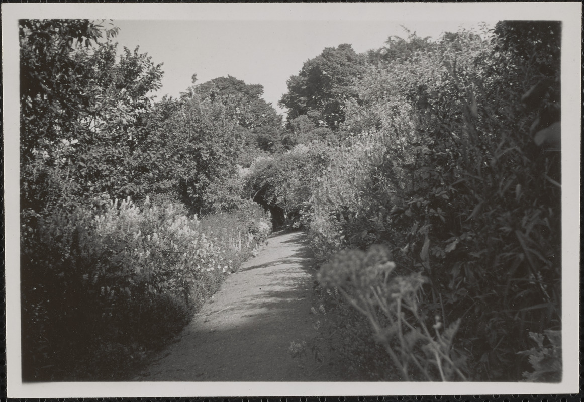 Miss Gleeson's garden, one of the paths