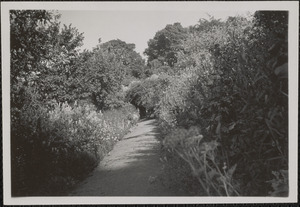 Miss Gleeson's garden, one of the paths