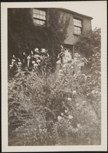 Mrs. Henry's garden "Lillium henrii" [i.e. Lilium henryi] developed by Dr. Henry, on the right