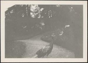 The peacock at "Carton," Ireland