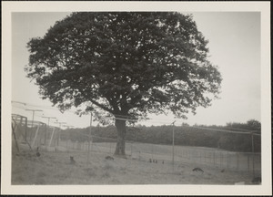 Tree on the Fox Farm at "Ballyfree," Glenealy, Co. Wicklow