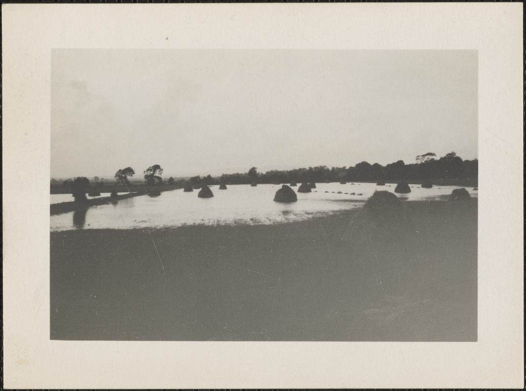 The hay in the wet summer of 1930, around Limerick