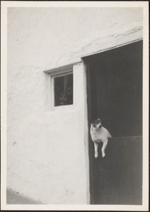 West Gate, Wexford, Mrs. Edmonde's dog