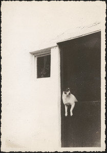 Mrs. Edmonde's dog, 2 Gate St., Wexford, Ireland