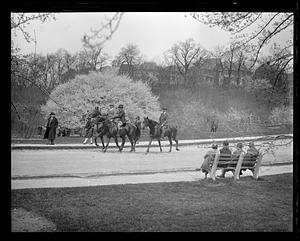 Arnold Arboretum - cherry blossom time