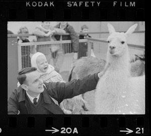 Man with child petting llama at Winterfest