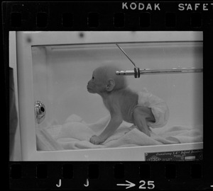 Baby primate in incubator at Winterfest