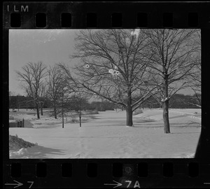 Snowy landscape