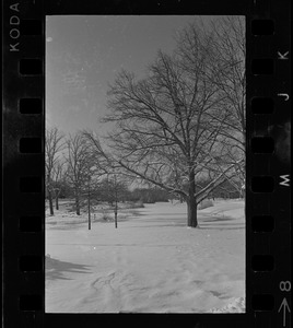 Snowy landscape