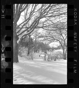 Snowy landscape