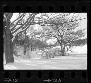 Snowy landscape