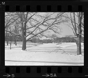 Snowy landscape