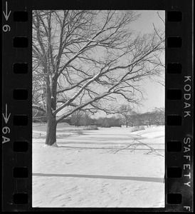Snowy landscape