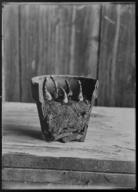 Bulbs for forcing indoors Digital Commonwealth