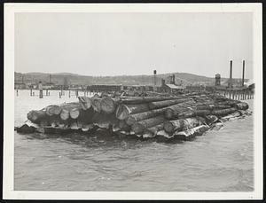 Alaskan Forests Contribute to the War Effort. One million board feet of Sitka spruce logs which will be used in the manufacture of trainer planes and gliders for America's war effort, and which will reach other United Nations airplane factories via lend-lease shipment, is pictured in this huge log boom arriving at a mill in Anacortes, Washington, on Puget Sound. It came in tow of a single tug all the way from Prince of Wales Island, Alaska. Called a "Crib boom," it's one of the largest to come such a long distance by water. What happens to the log boom is shown in the accompanying pictures.