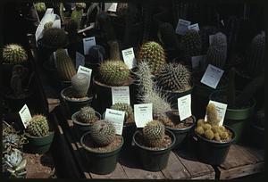 Cacti labeled with signs