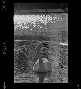 Swan swimming