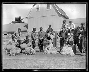 Sheep shearing contest, Amherst, MA