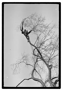 Tree maintenance, Boston Common