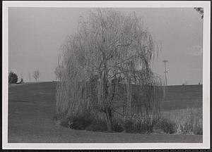 Weeping willow tree
