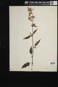 Nabalus altissimus