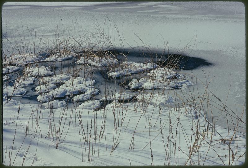 Sandwich, Mass. Birds winter in pollution-free millpond in Sandwich (about 65 miles from Boston on Cape Cod)