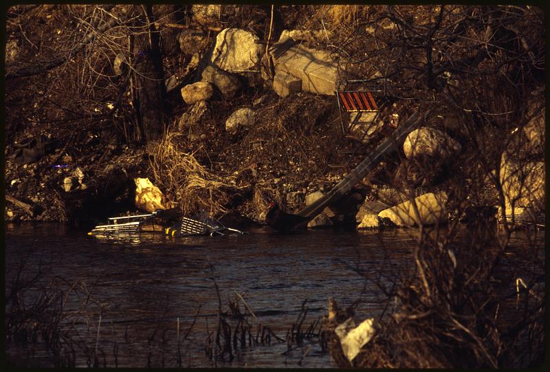 Mallard ducks and other birds make home in debris in Charles River, Waltham-from Farwell St. Bridge area