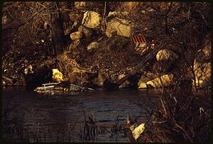 Mallard ducks and other birds make home in debris in Charles River, Waltham-from Farwell St. Bridge area