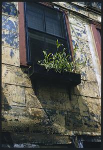 View looking up at planter in window, T Wharf, Boston