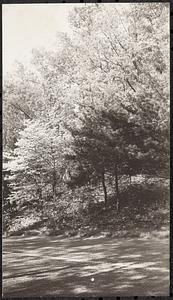 Dogwood in Stony Brook R[eservation], H. P.