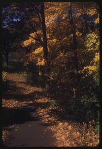 Trees showing fall foliage next to a path
