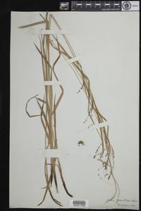 Carex gracillima